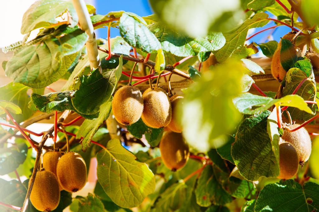 Valfabbrica Agriturismo La Coccinella מראה חיצוני תמונה