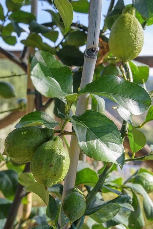 Valfabbrica Agriturismo La Coccinella מראה חיצוני תמונה